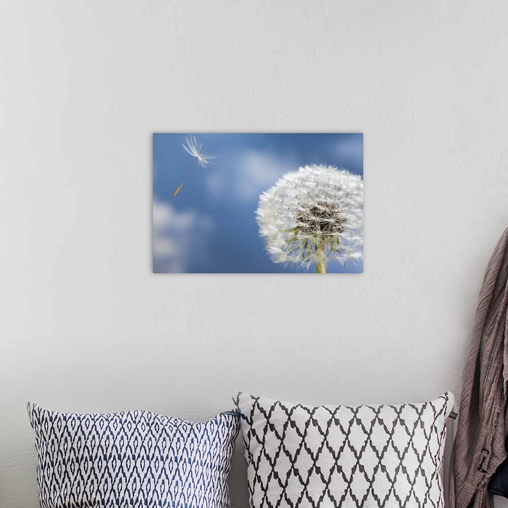 A bohemian room featuring Dandelion seed being dispersed by wind, Oregon.