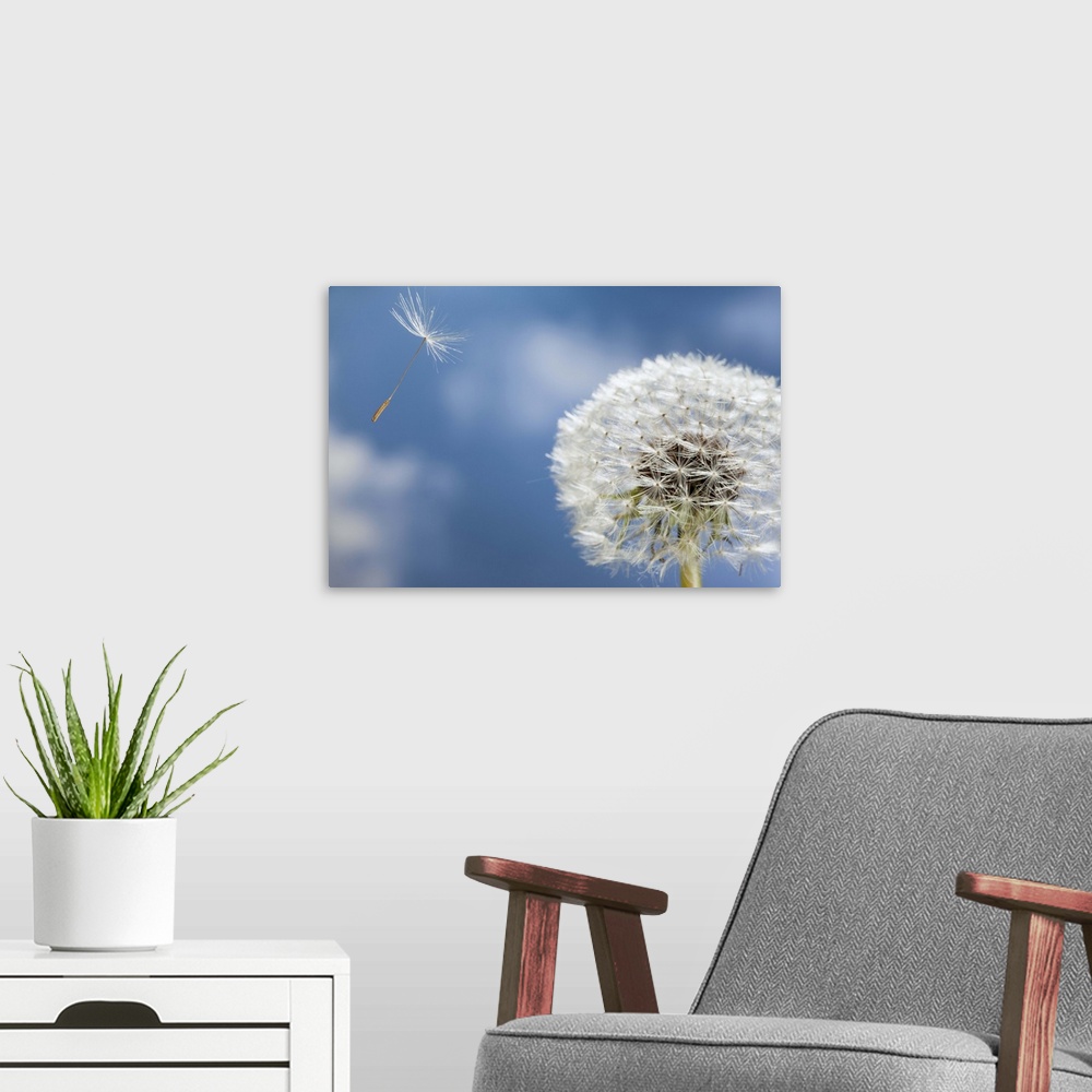 A modern room featuring Dandelion seed being dispersed by wind, Oregon.