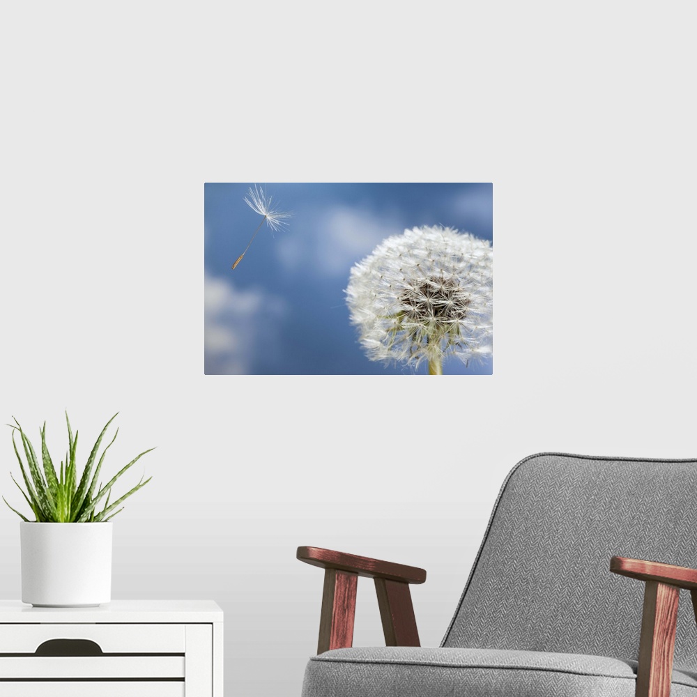 A modern room featuring Dandelion seed being dispersed by wind, Oregon.