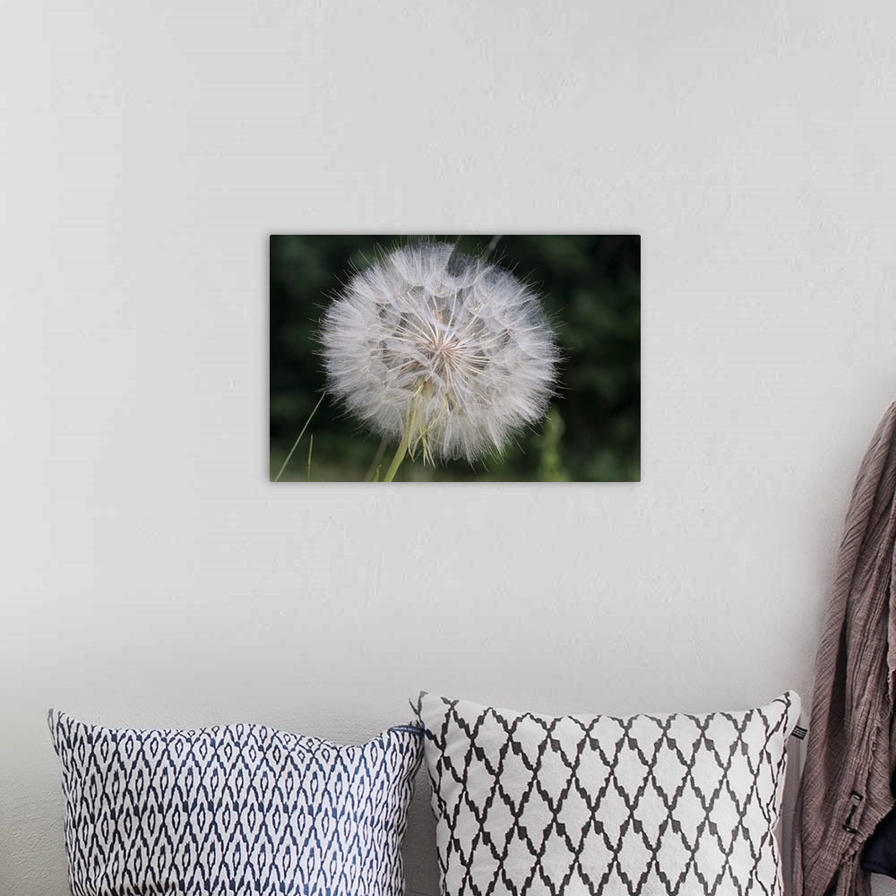 A bohemian room featuring Dandelion seed head, Spruce Woods Provincial Park, Manitoba, Canada