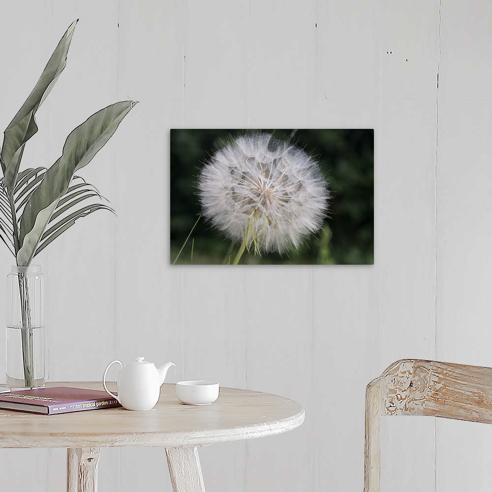 A farmhouse room featuring Dandelion seed head, Spruce Woods Provincial Park, Manitoba, Canada