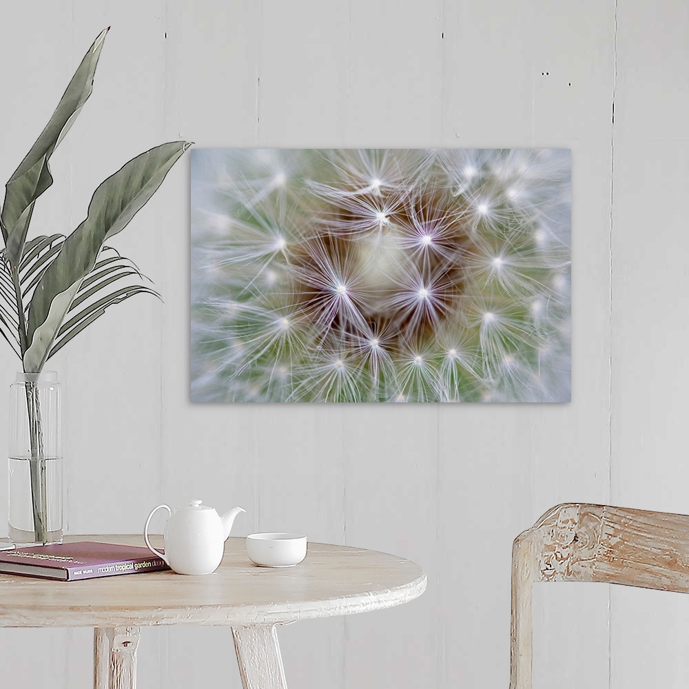 A farmhouse room featuring Macro photography of an extreme close up of dandelion seeds.