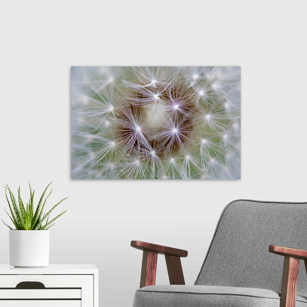 A modern room featuring Macro photography of an extreme close up of dandelion seeds.