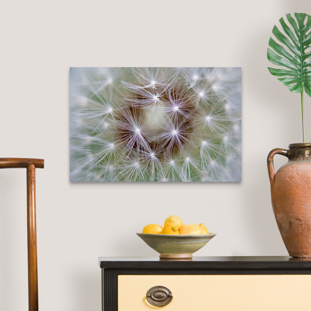 A traditional room featuring Macro photography of an extreme close up of dandelion seeds.