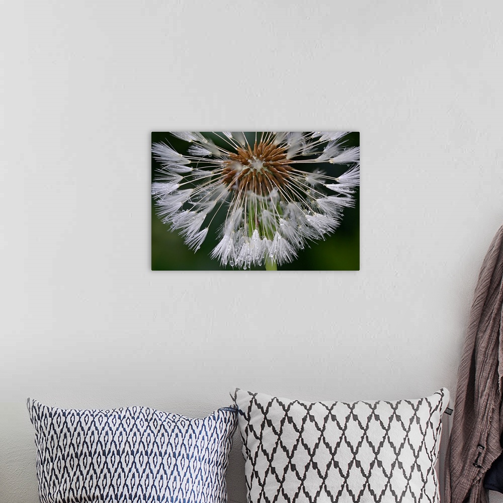 A bohemian room featuring This horizontal wall art is a microphotograph close-up of dew beaded on a flower.