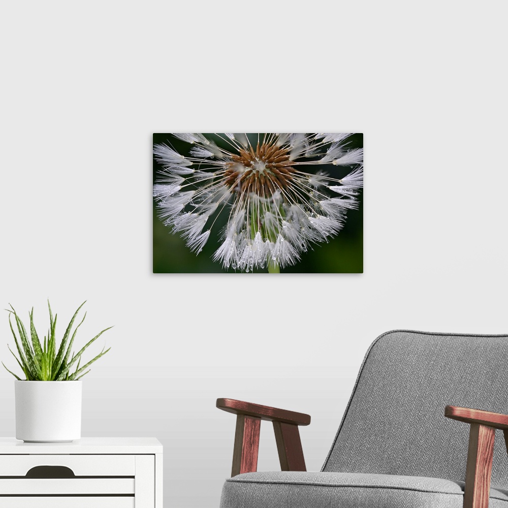 A modern room featuring This horizontal wall art is a microphotograph close-up of dew beaded on a flower.