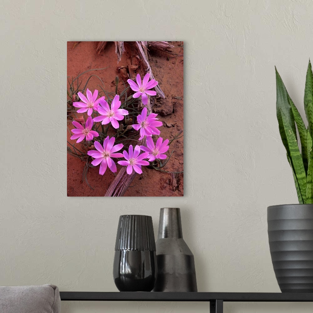 A modern room featuring Desert Chicory (Rafinesquia neomexicana) close up of bloom, North America