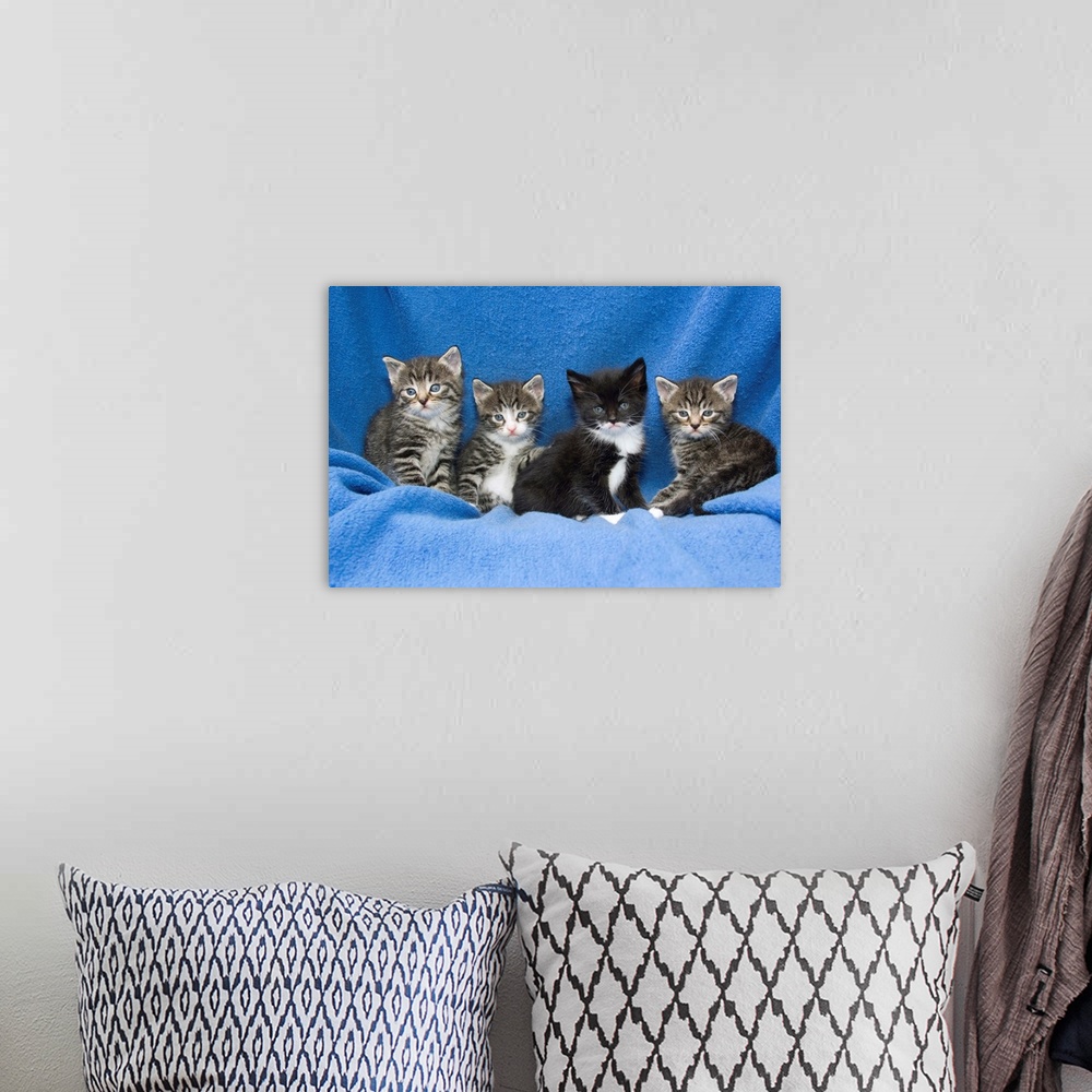 A bohemian room featuring Domestic Cat (Felis catus) four baby kittens sitting on blanket , Germany