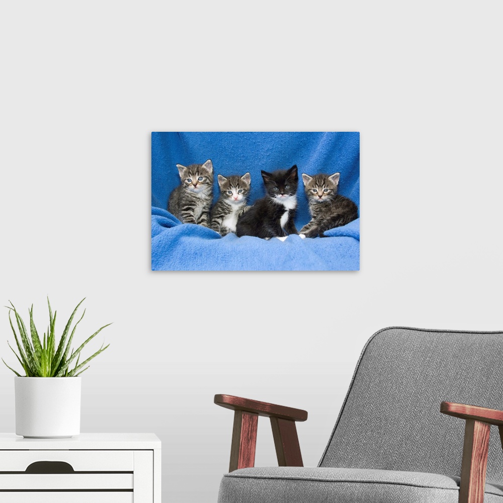 A modern room featuring Domestic Cat (Felis catus) four baby kittens sitting on blanket , Germany