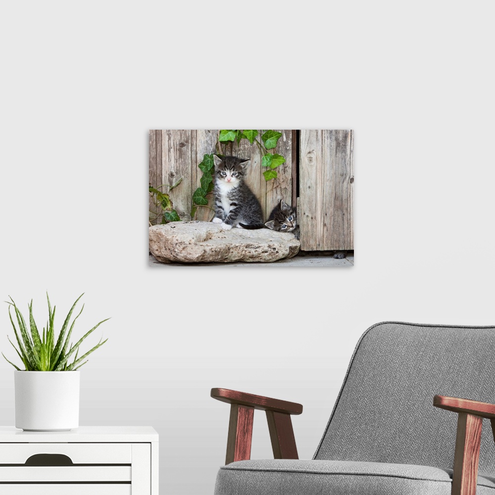 A modern room featuring two kittens playing in front of garden shed, Lower Saxony, Germany, Europe