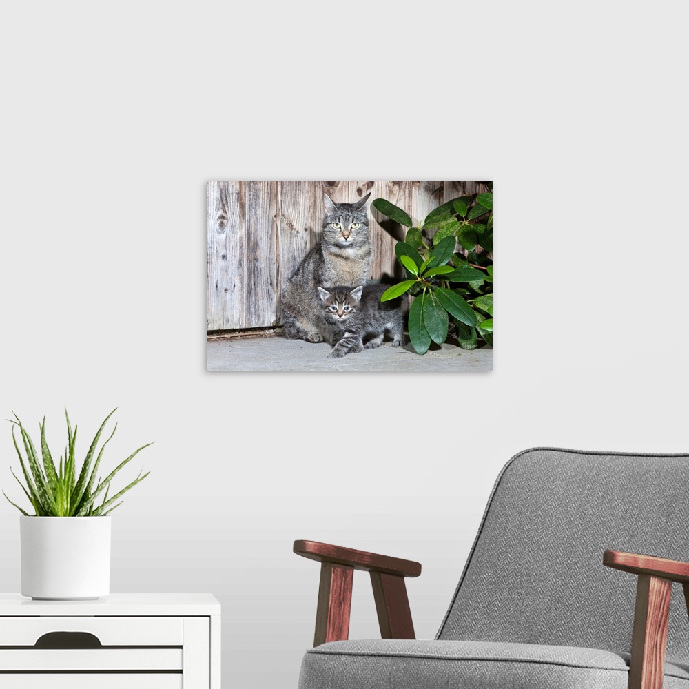 A modern room featuring mother sitting together with kitten in front of garden shed, Lower Saxony, Germany, Europe
