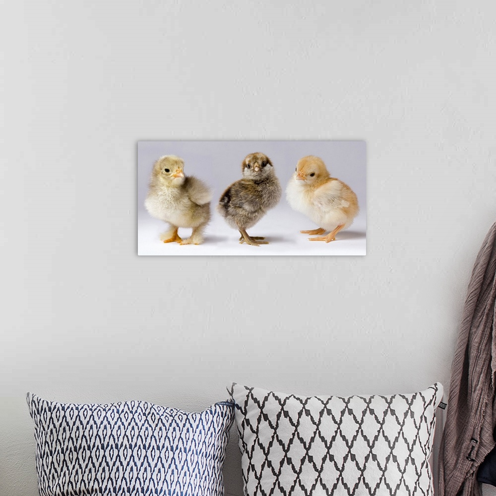 A bohemian room featuring Genetic variation within chickens. These three dya old chicks represent years of selective breedi...