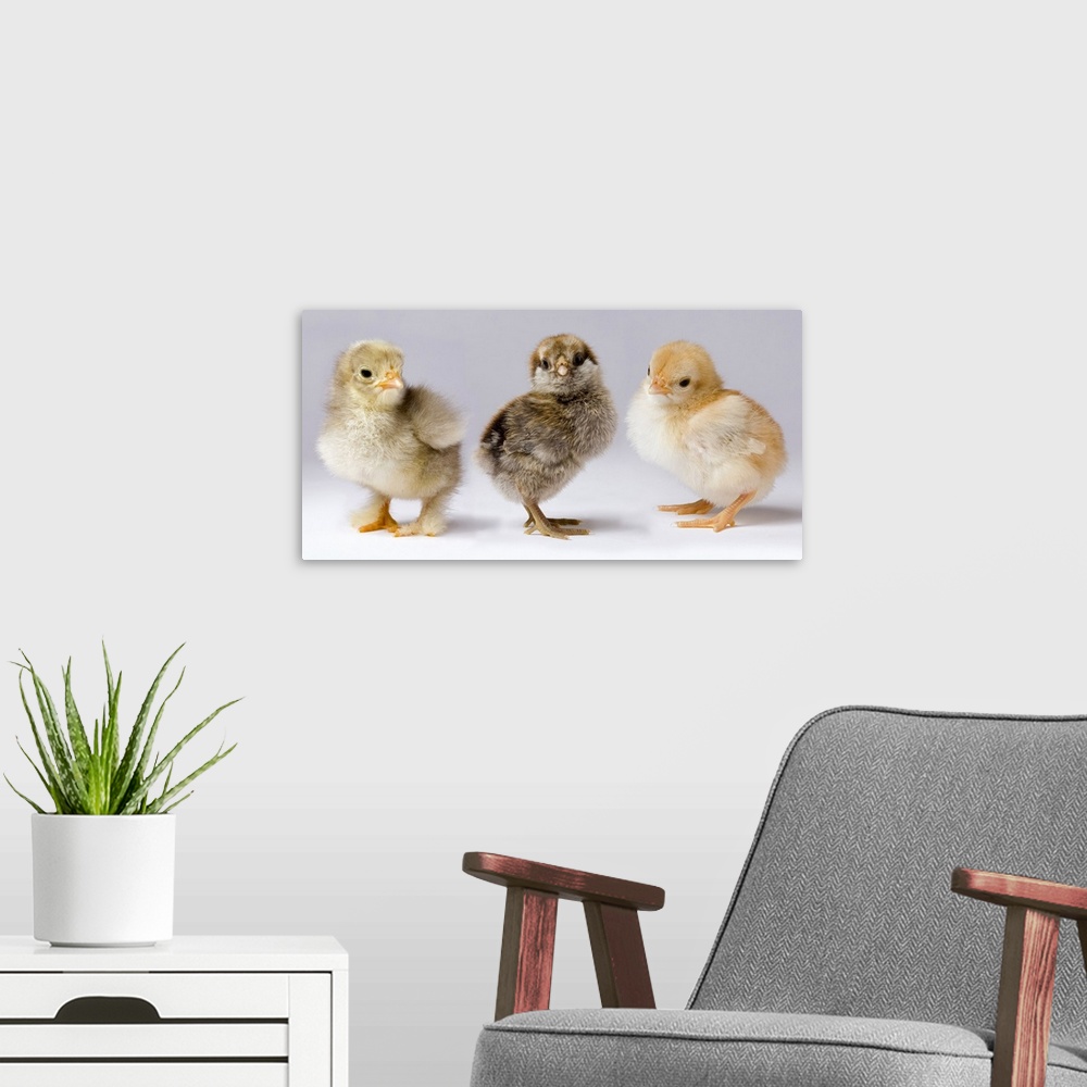 A modern room featuring Genetic variation within chickens. These three dya old chicks represent years of selective breedi...