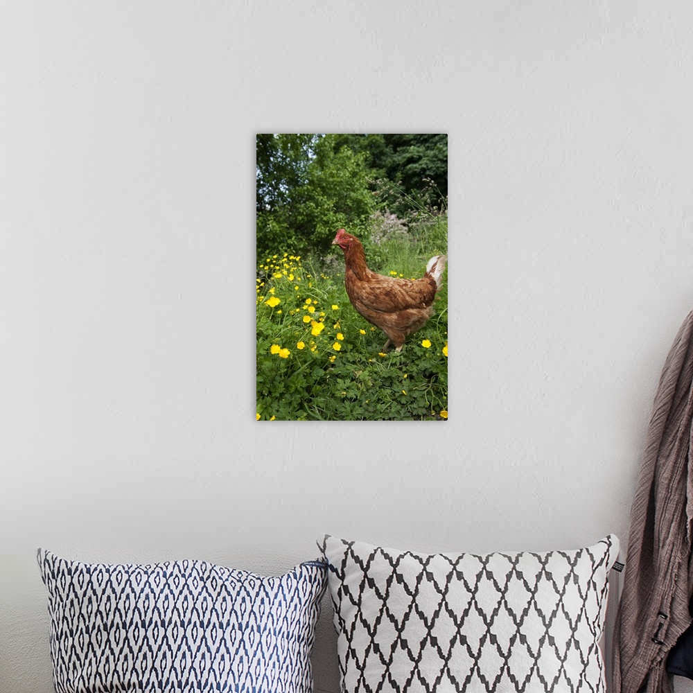 A bohemian room featuring Domestic Chicken, freerange hen, standing in meadow amongst buttercups, England, june