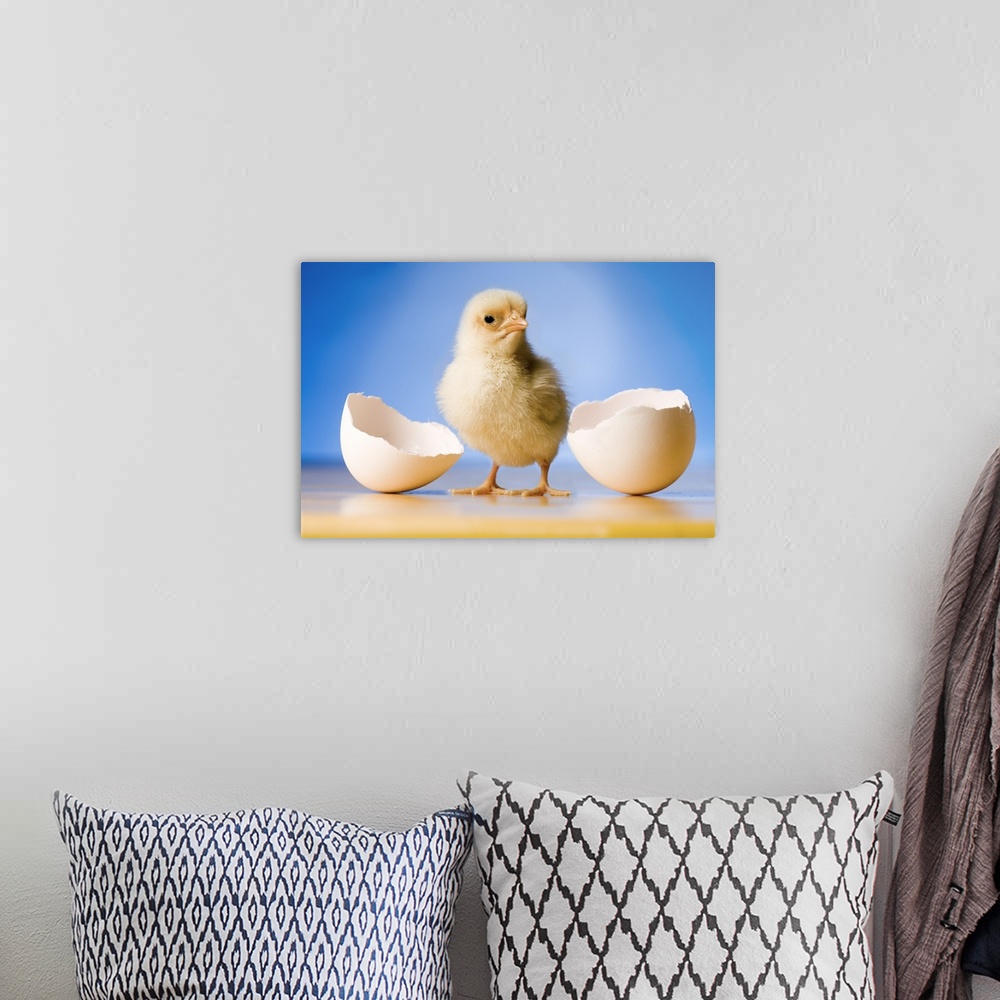 A bohemian room featuring Photo illustration of a newly hatched chicken.