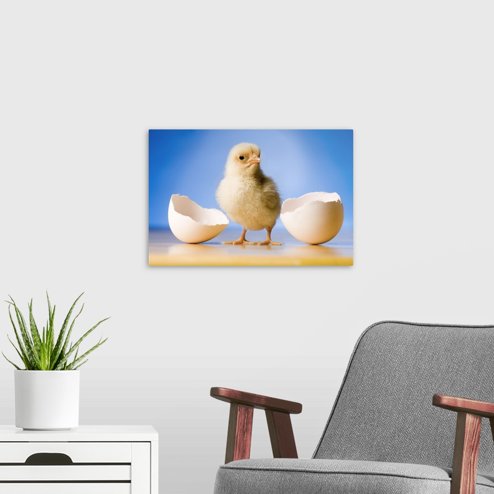 A modern room featuring Photo illustration of a newly hatched chicken.