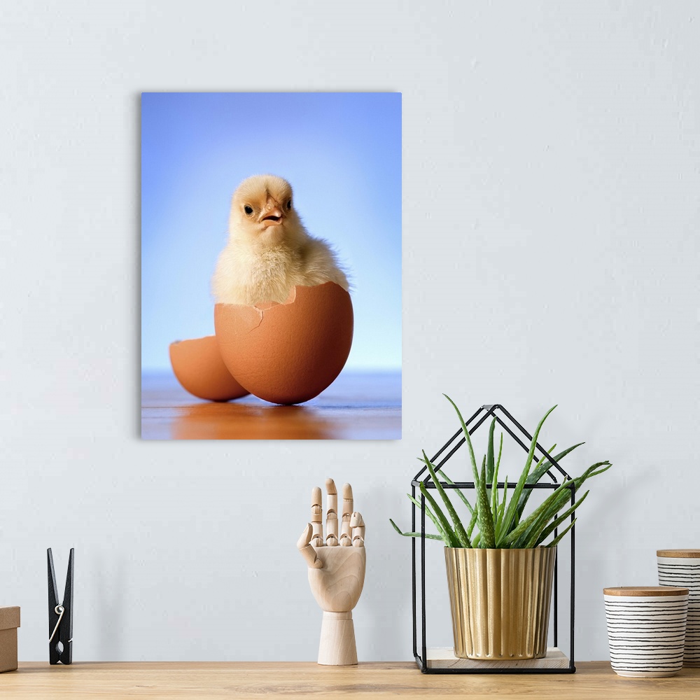 A bohemian room featuring Photo illustration of a newly hatched chicken.