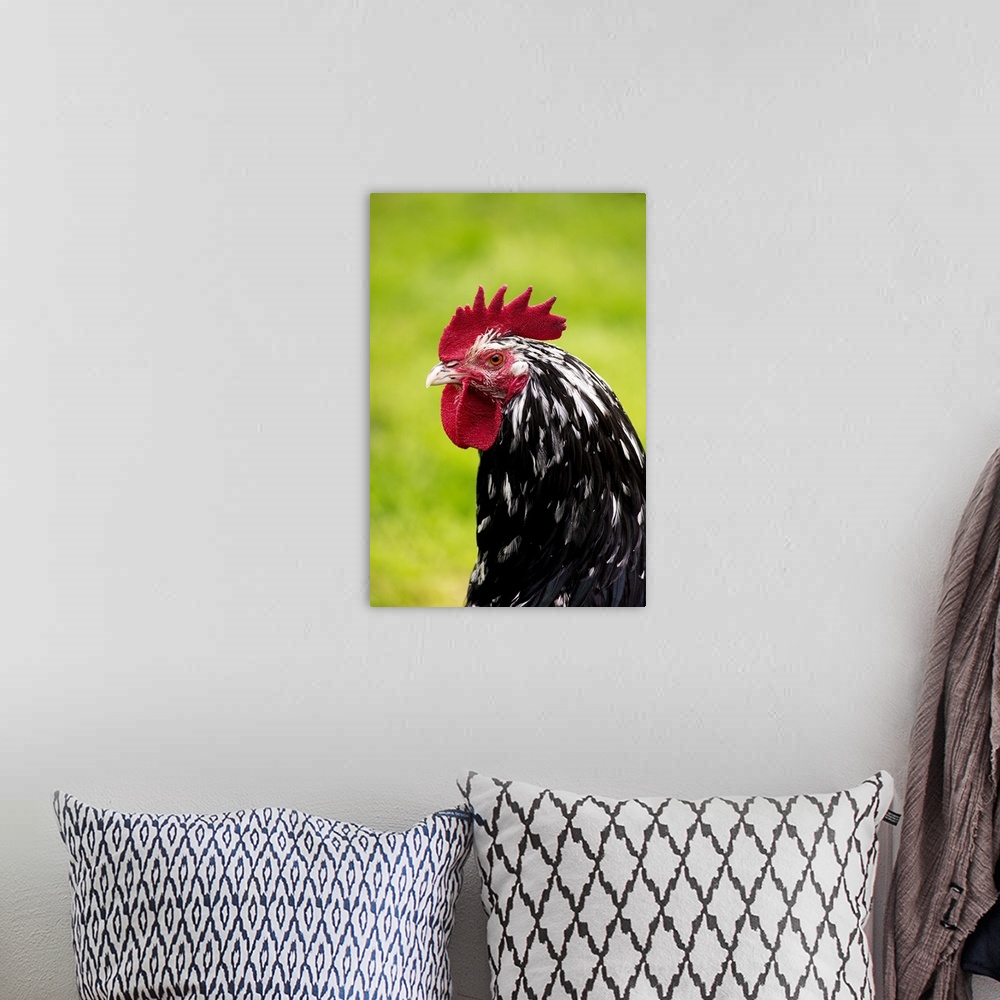 A bohemian room featuring Domestic Chicken, Gournay cockerel, close-up of head, Normandy, France