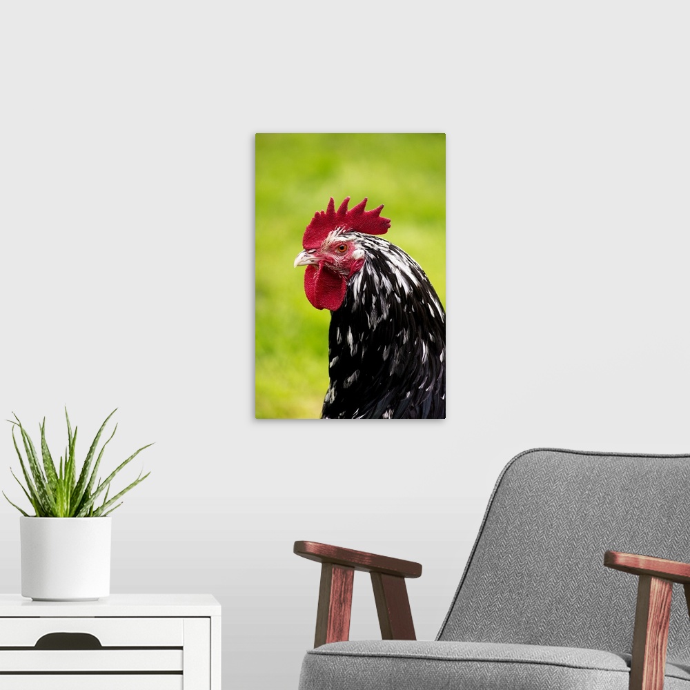 A modern room featuring Domestic Chicken, Gournay cockerel, close-up of head, Normandy, France