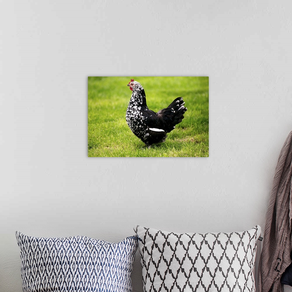 A bohemian room featuring Domestic Chicken, Gournay hen, standing on grass, Normandy, France
