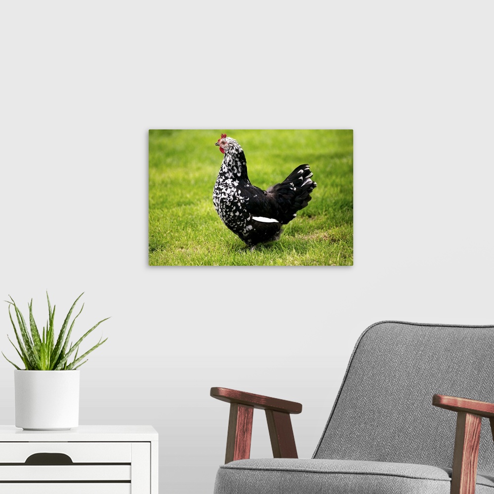 A modern room featuring Domestic Chicken, Gournay hen, standing on grass, Normandy, France