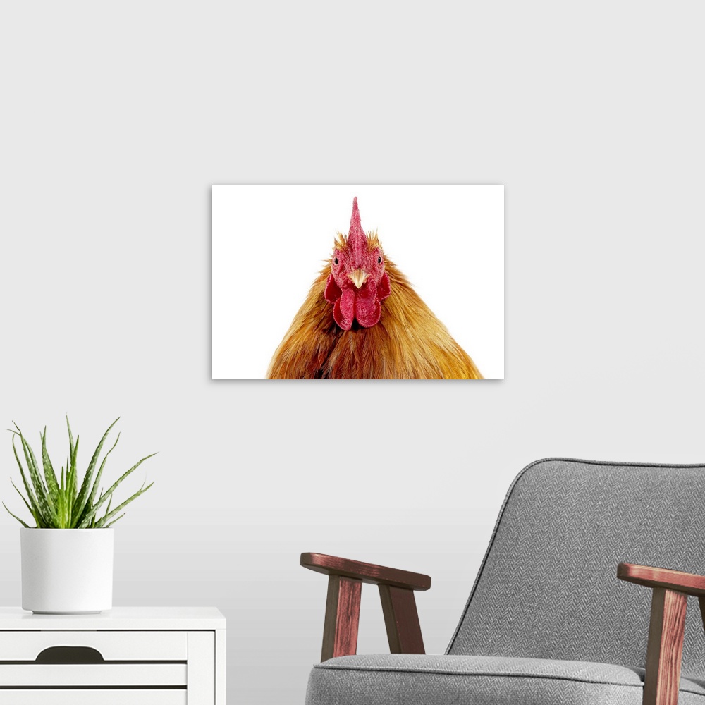 A modern room featuring Domestic Chicken, Partridge Brahma, cockerel, close-up of head