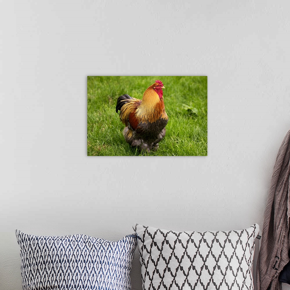 A bohemian room featuring Domestic Chicken, Partridge Brahma, cockerel, standing on grass