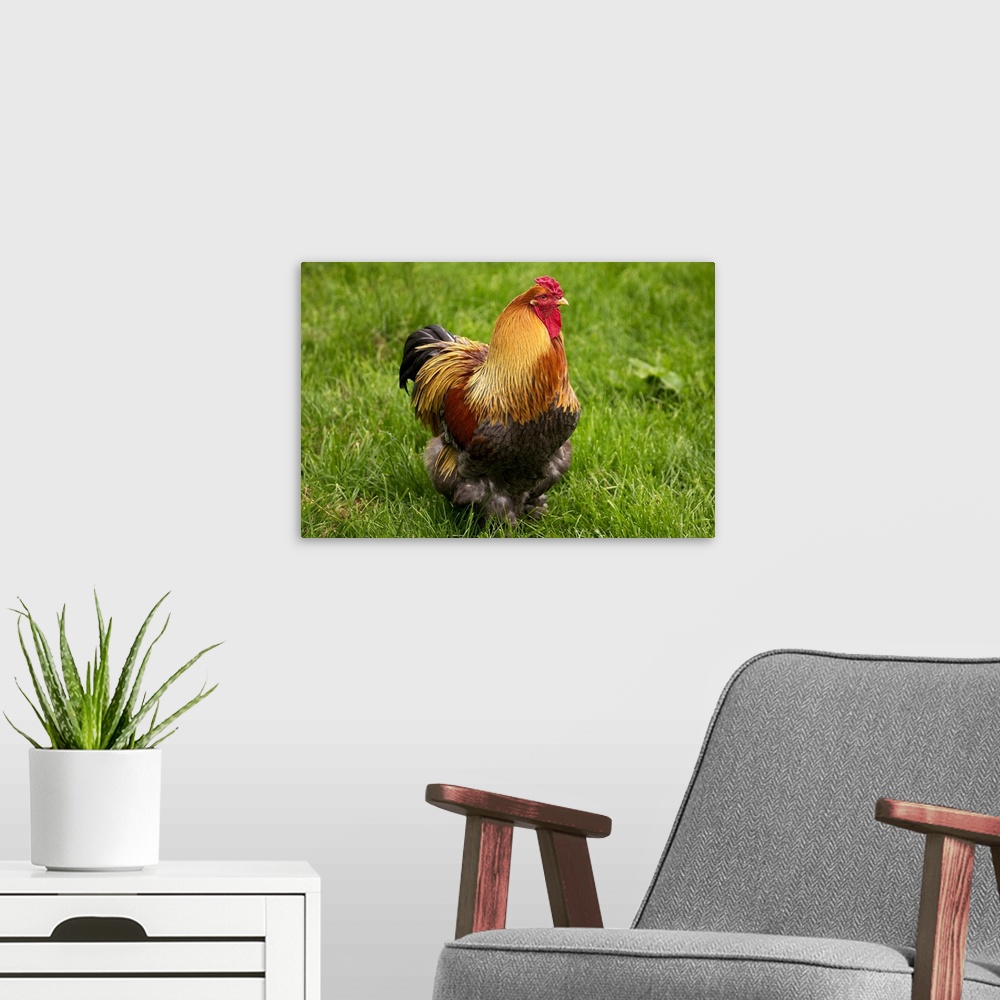 A modern room featuring Domestic Chicken, Partridge Brahma, cockerel, standing on grass