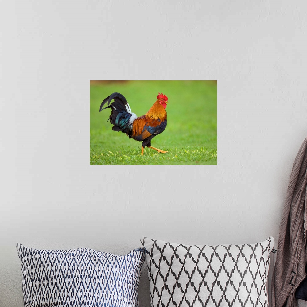 A bohemian room featuring Domestic Chicken rooster, Kauai, Hawaii