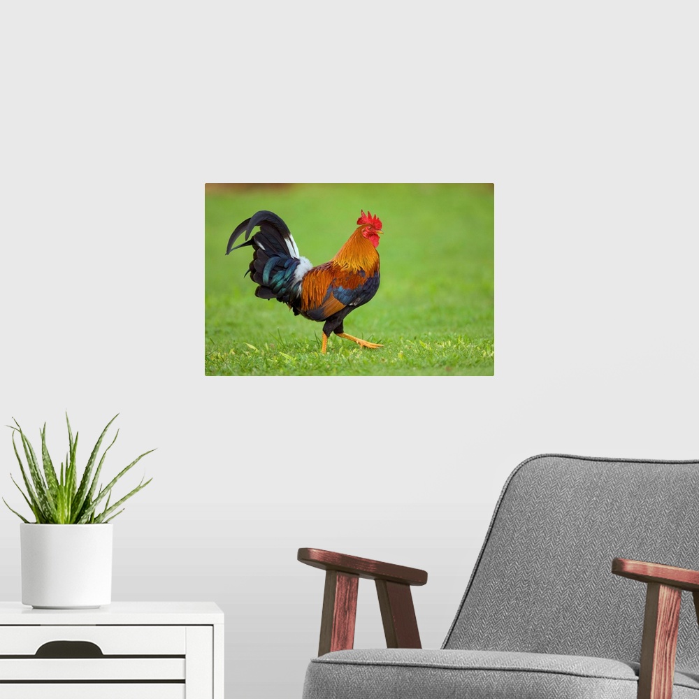 A modern room featuring Domestic Chicken rooster, Kauai, Hawaii