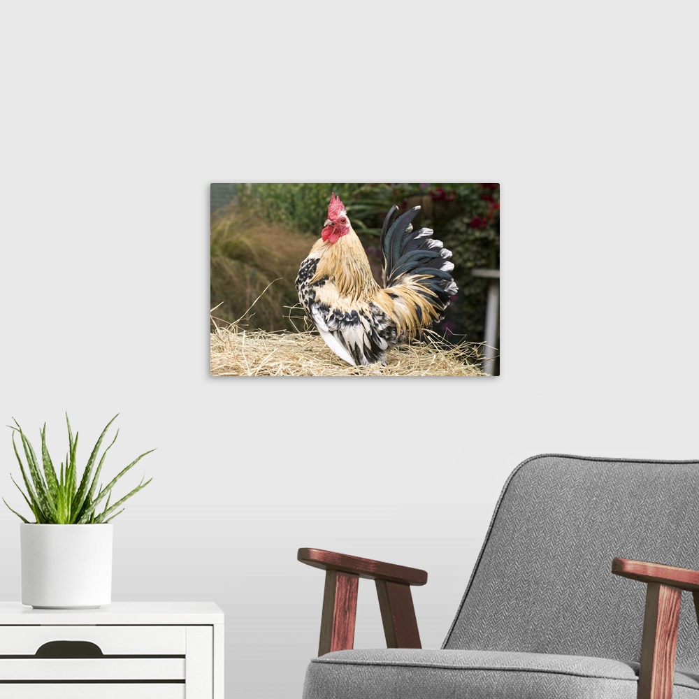 A modern room featuring Domestic Chicken, Sable Poot, Lemon Mill Fleur cock