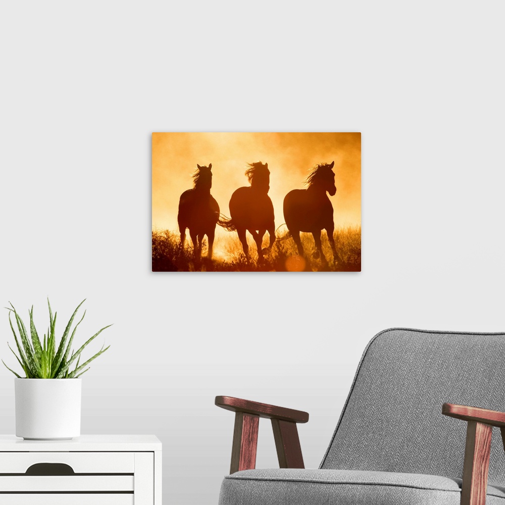 A modern room featuring Large monochromatic photograph taken of three Equus Caballus horses galloping through a field fil...