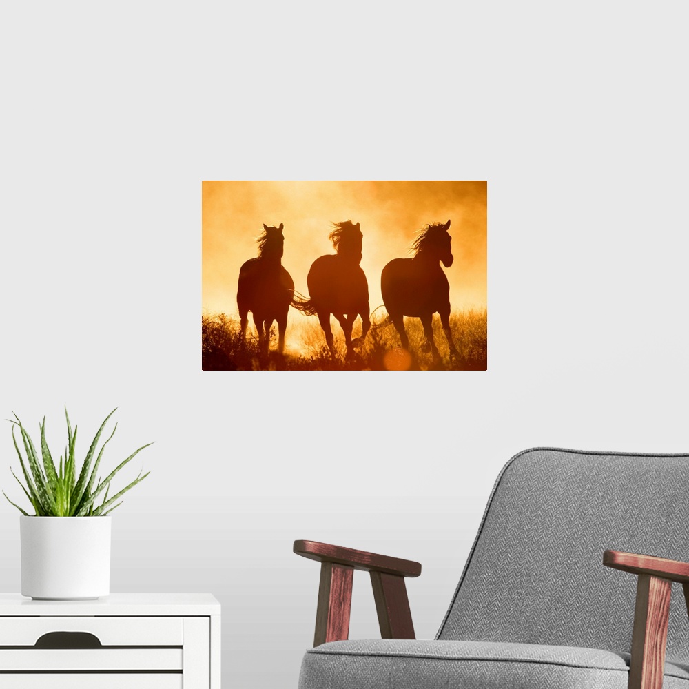 A modern room featuring Large monochromatic photograph taken of three Equus Caballus horses galloping through a field fil...