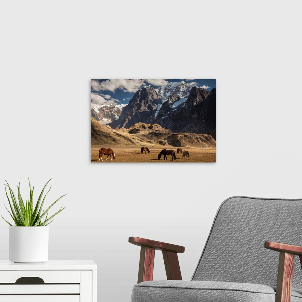 A modern room featuring Carhuacocha lake, horses grazing under Siula Grande 6265 metres, Andes mountains, Cordillera Huay...