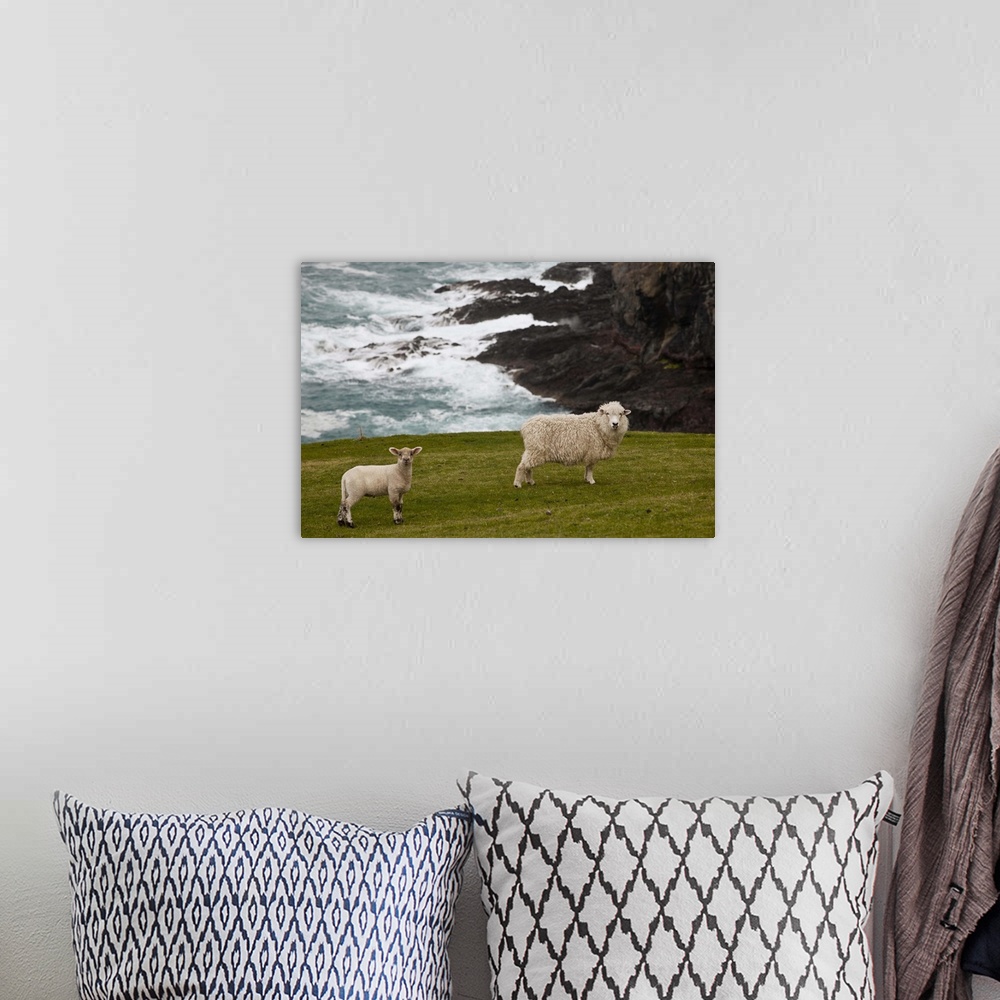 A bohemian room featuring Sheep and lamb near cliff edge, Stony Bay, Banks Peninsula, Canterbury