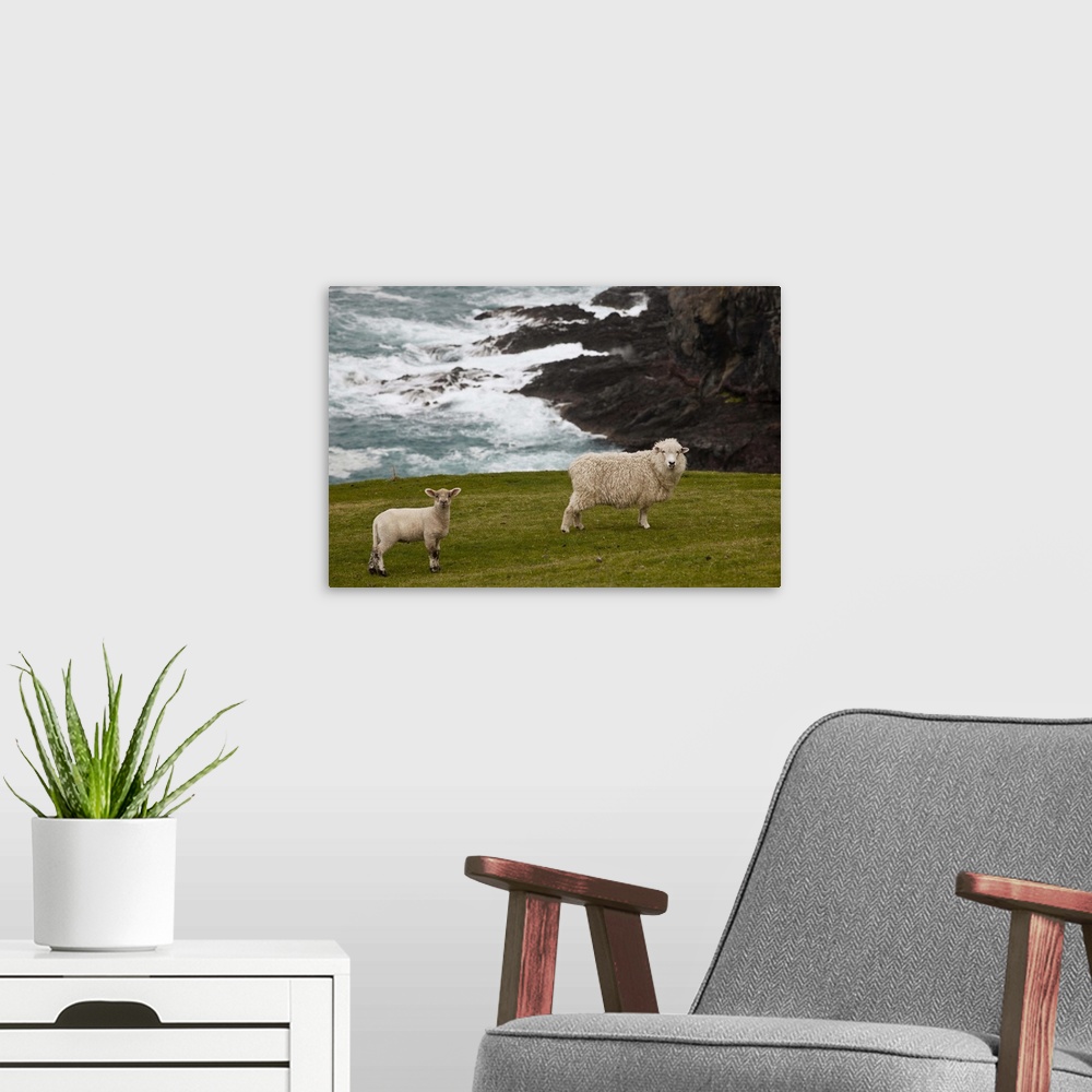 A modern room featuring Sheep and lamb near cliff edge, Stony Bay, Banks Peninsula, Canterbury