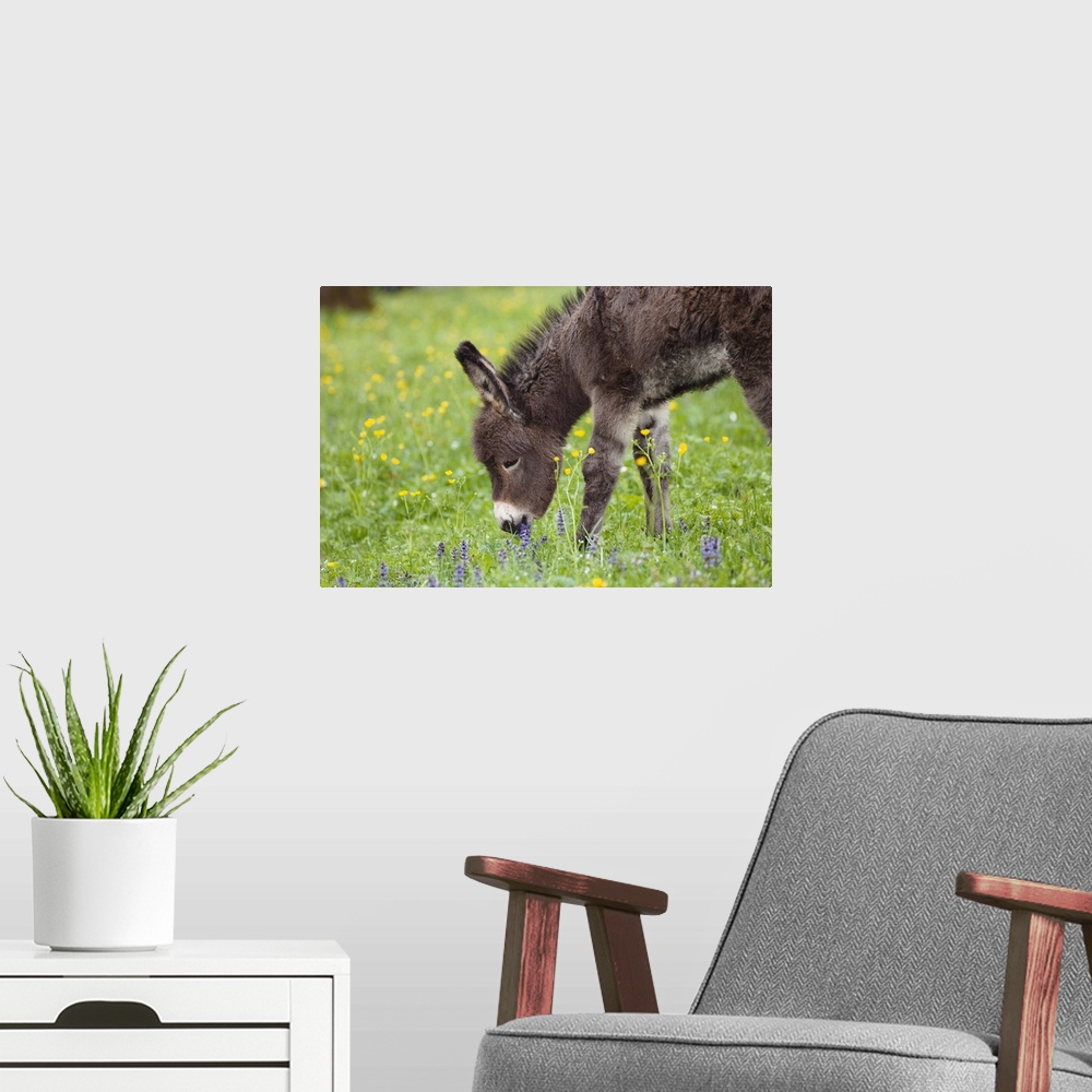 A modern room featuring Esel-Fohlen auf Blumenwiese, Equus asinus, Deutschland / Donkey foal on flowering meadow, Equus a...