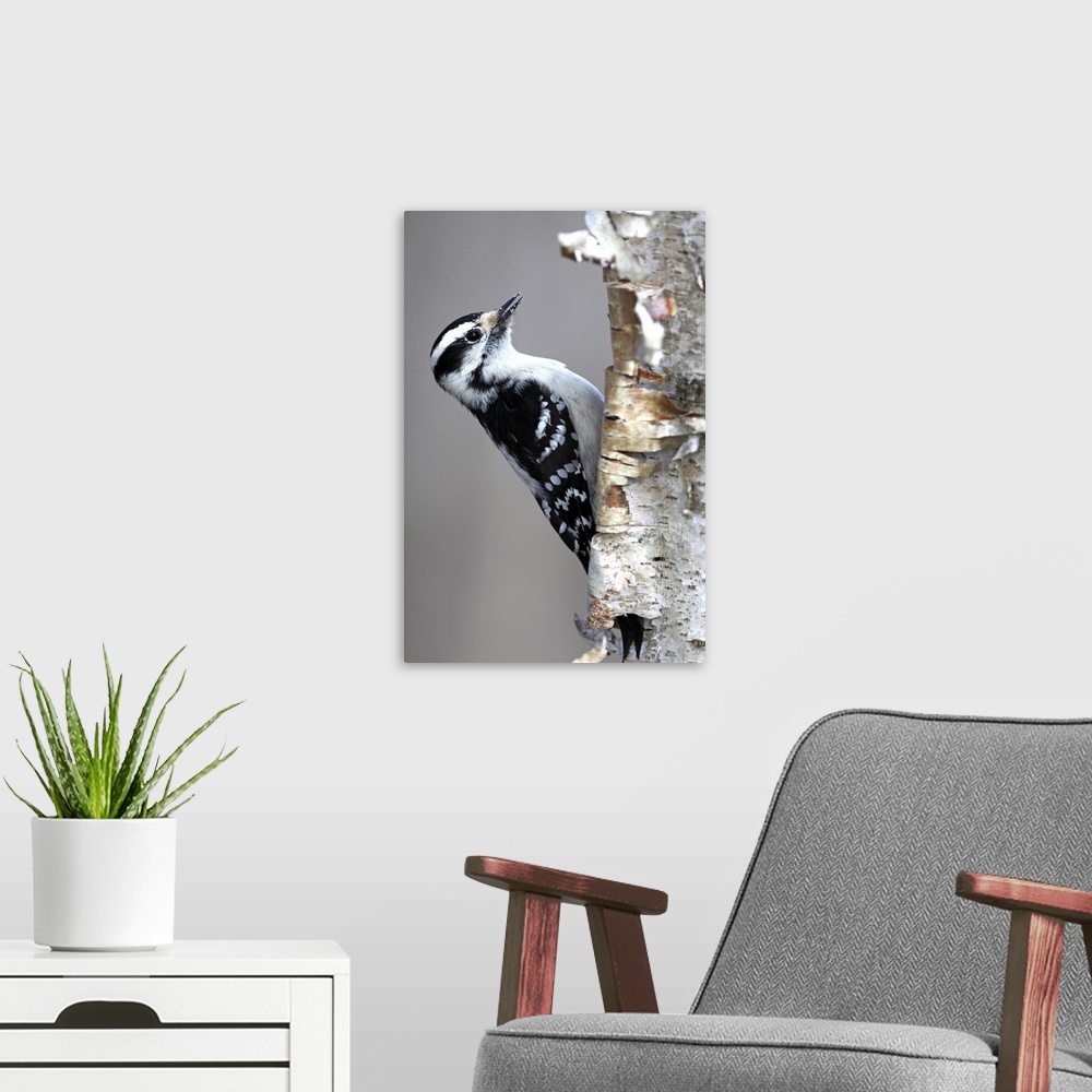 A modern room featuring downy woodpecker pecking on tree