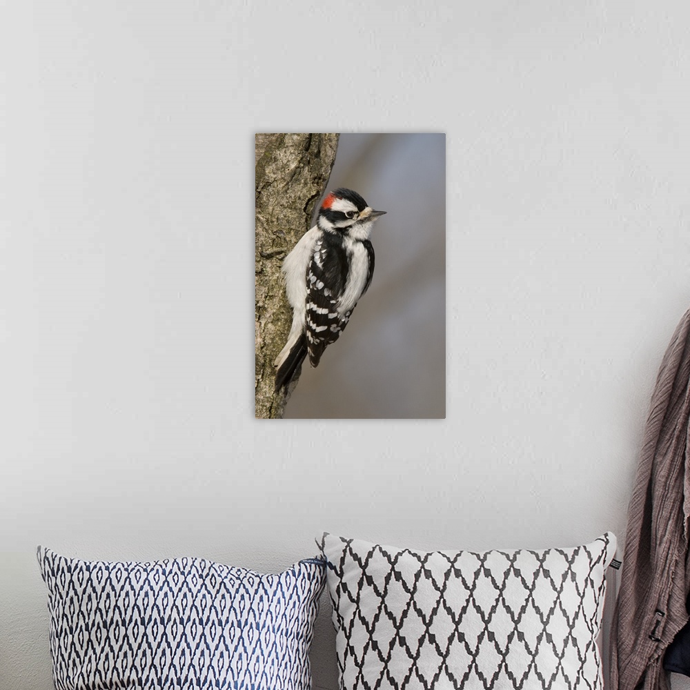 A bohemian room featuring downy woodpecker (Picoides pubescens), Male, Kensington Metro Park, MI