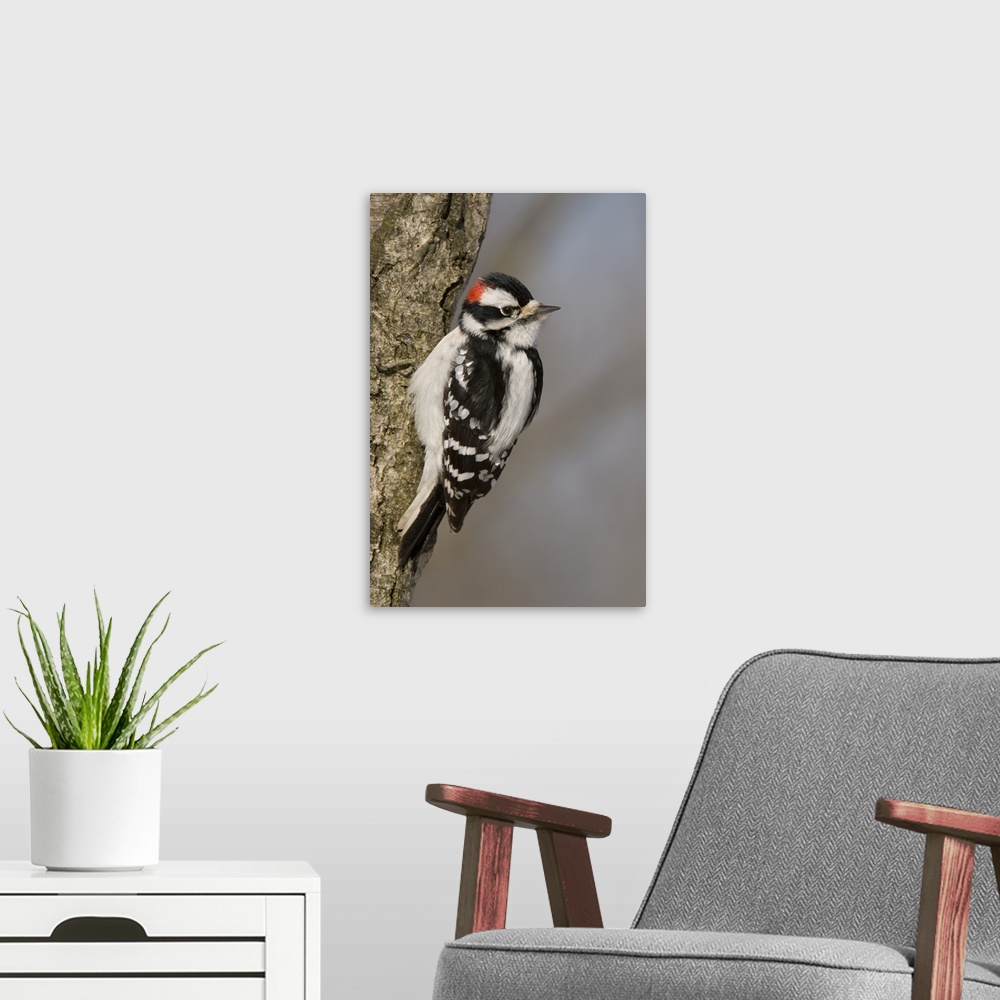 A modern room featuring downy woodpecker (Picoides pubescens), Male, Kensington Metro Park, MI