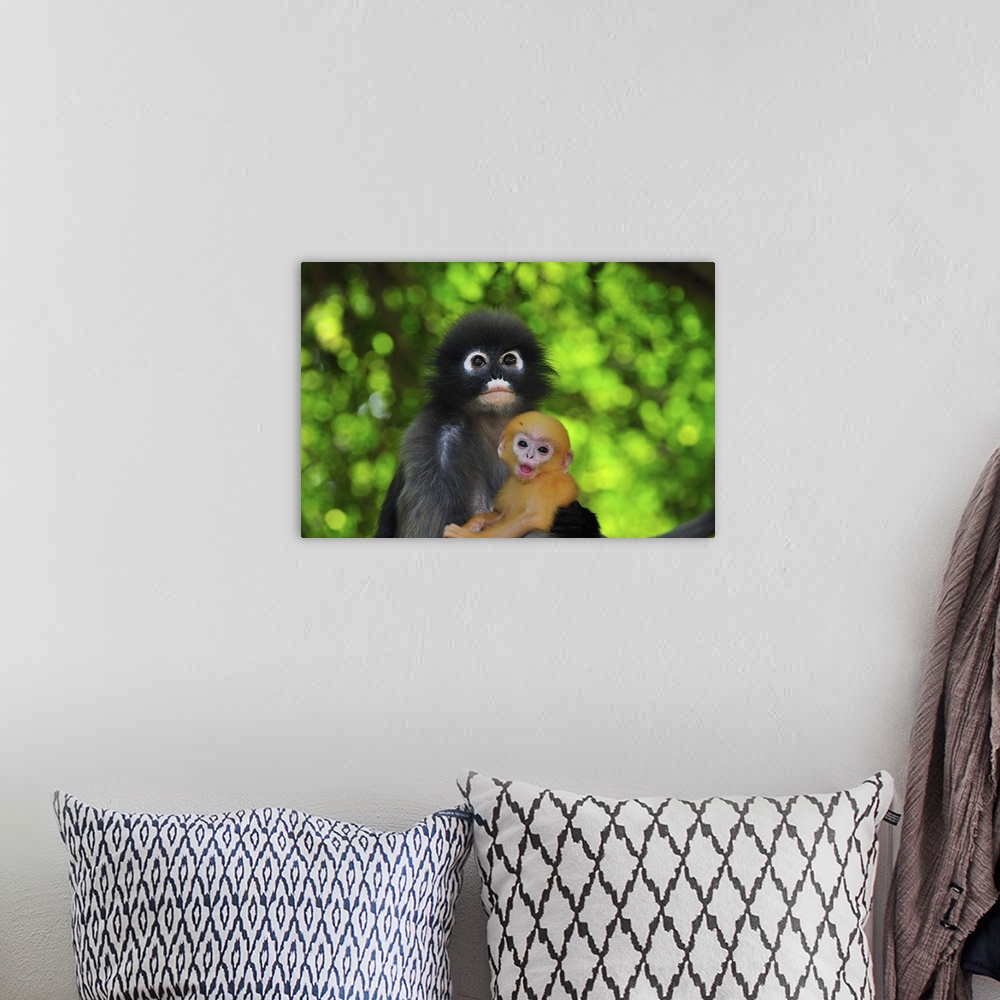 A bohemian room featuring Dusky Leaf Monkey / Spectacled Langur / Spectacled Leaf Monkey - Trachypithecus obscurus - mother...