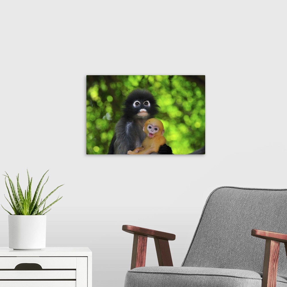 A modern room featuring Dusky Leaf Monkey / Spectacled Langur / Spectacled Leaf Monkey - Trachypithecus obscurus - mother...
