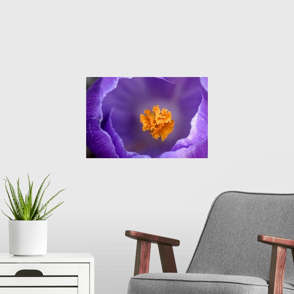 A modern room featuring A top down photograph of a flower blossom with a shallow depth of field showing the pistil and th...