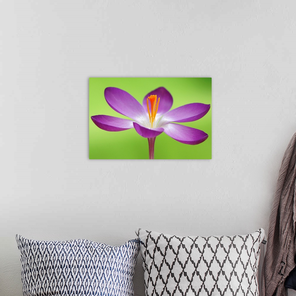 A bohemian room featuring Up close photograph of flower blossom and stamen on bright neon background.