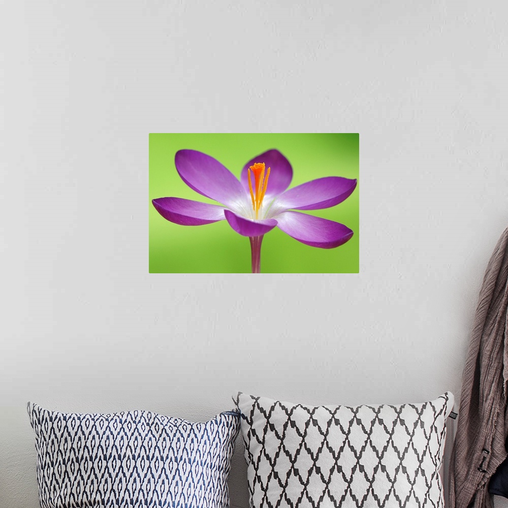 A bohemian room featuring Up close photograph of flower blossom and stamen on bright neon background.