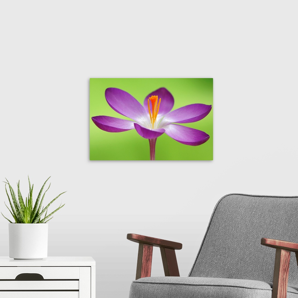 A modern room featuring Up close photograph of flower blossom and stamen on bright neon background.