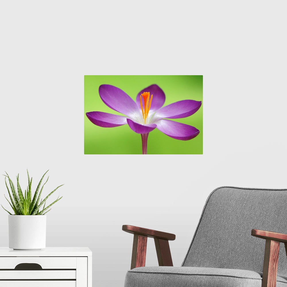 A modern room featuring Up close photograph of flower blossom and stamen on bright neon background.