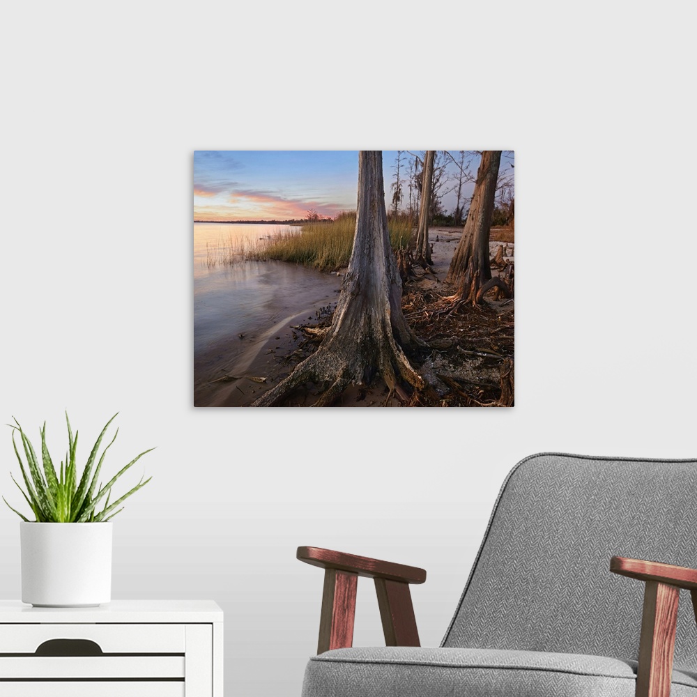 A modern room featuring Dwarf Cypress along Lake Pontchartrain, Fontainbleu State Park, Louisiana