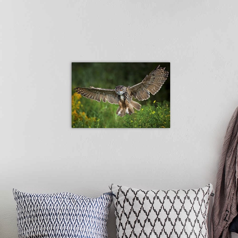 A bohemian room featuring Eagle Owl, Bubo bubo, flying, landing, Netherlands, raptor, bird