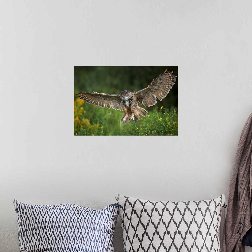 A bohemian room featuring Eagle Owl, Bubo bubo, flying, landing, Netherlands, raptor, bird